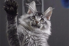 Котенок мейн-кун Kira StarPaws, окрас ns 25, помет K1, 03.02.2024