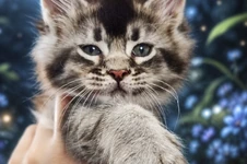 Котенок мейн-кун Kris StarPaws, окрас ns 25, помет K1, 03.02.2024