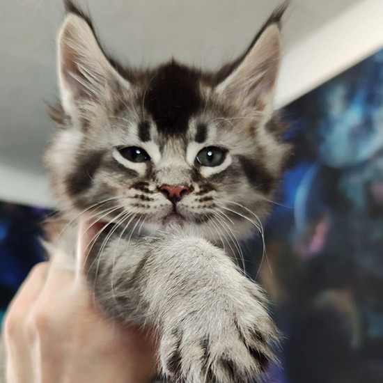 Котенок мейн-кун Kris StarPaws, окрас ns 25, помет K1, 03.02.2024