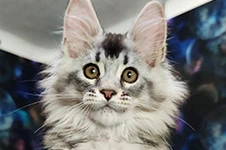 Котенок мейн-кун Ksyusha StarPaws, окрас ns 25, помет K1, 03.02.2024