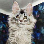 Котенок мейн-кун Ksyusha StarPaws, окрас ns 25, помет K1, 03.02.2024