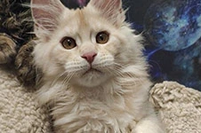Котенок мейн-кун Lenka StarPaws, окрас ds, помет L, 05.10.2020