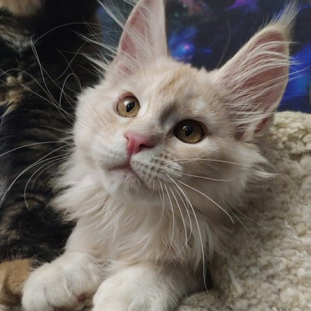 Котенок мейн-кун Lenka StarPaws, окрас ds, помет L, 05.10.2020