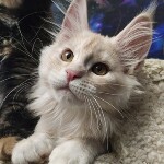 Котенок мейн-кун Lenka StarPaws, окрас ds, помет L, 05.10.2020
