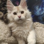 Котенок мейн-кун Lenka StarPaws, окрас ds, помет L, 05.10.2020