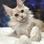 Котенок мейн-кун Lenka StarPaws, окрас ds, помет L, 05.10.2020