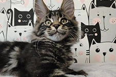 Котенок мейн-кун Leon StarPaws, окрас ns 22, помет L, 05.10.2020