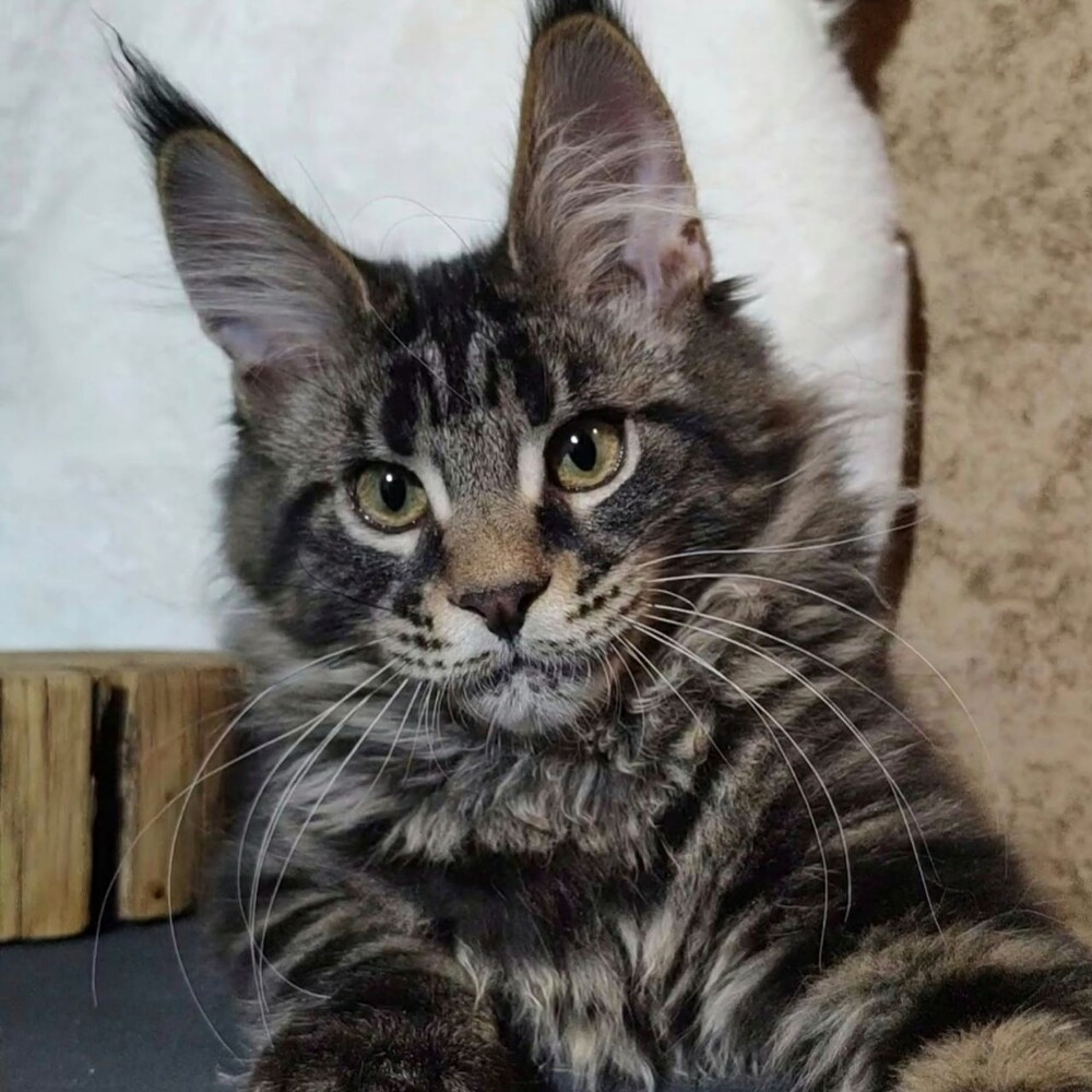 Котенок мейн-кун Leon StarPaws, окрас ns 22, помет L, 05.10.2020
