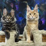 Котенок мейн-кун Leon StarPaws, окрас ns 22, помет L, 05.10.2020