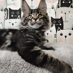 Котенок мейн-кун Leon StarPaws, окрас ns 22, помет L, 05.10.2020