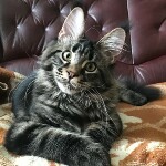 Котенок мейн-кун Leon StarPaws, окрас ns 22, помет L, 05.10.2020