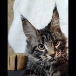 Видео 1 Leon