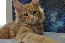Котенок мейн-кун Leona StarPaws, окрас d 22, помет L, 05.10.2020