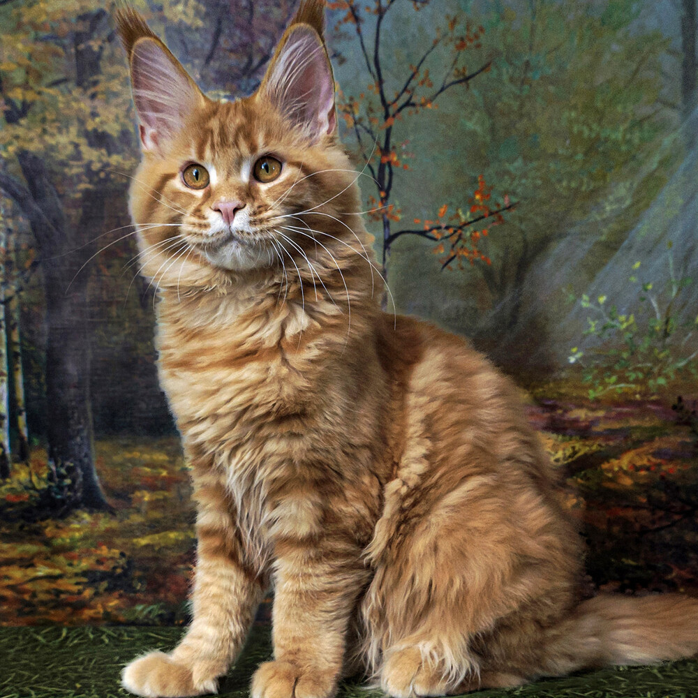 Котенок мейн-кун Leona StarPaws, окрас d 22, помет L, 05.10.2020
