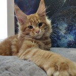 Котенок мейн-кун Leona StarPaws, окрас d 22, помет L, 05.10.2020