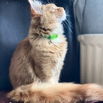 Котенок мейн-кун Leona StarPaws, окрас d 22, помет L, 05.10.2020