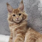 Котенок мейн-кун Leona StarPaws, окрас d 22, помет L, 05.10.2020