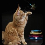Котенок мейн-кун Leona StarPaws, окрас d 22, помет L, 05.10.2020