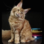 Котенок мейн-кун Leona StarPaws, окрас d 22, помет L, 05.10.2020