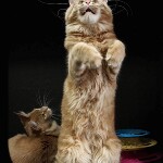 Котенок мейн-кун Leona StarPaws, окрас d 22, помет L, 05.10.2020