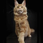 Котенок мейн-кун Leona StarPaws, окрас d 22, помет L, 05.10.2020