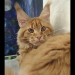 Видео 2 Leona
