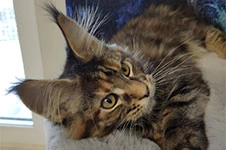 Котенок мейн-кун Lily StarPaws, окрас f, помет L, 05.10.2020