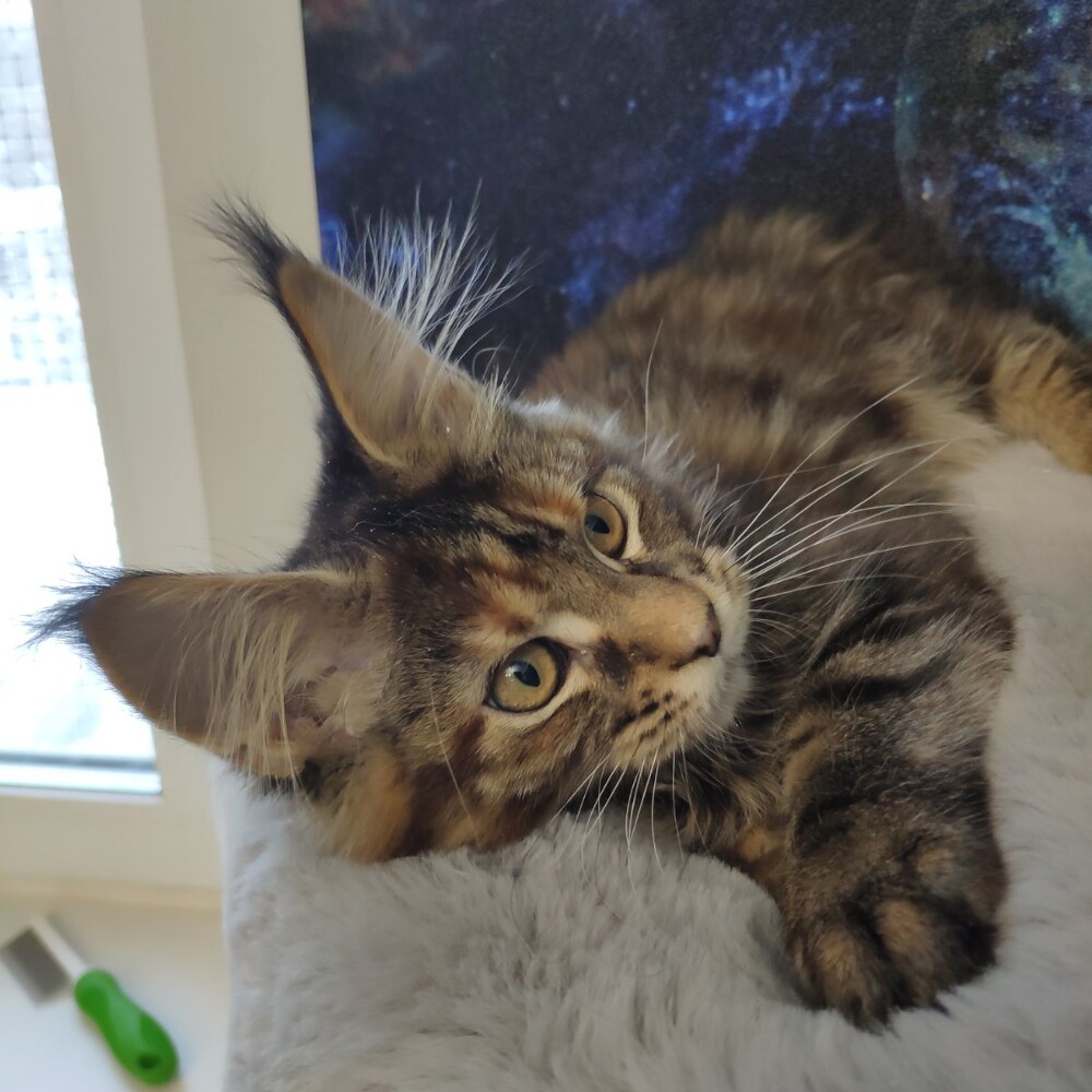 Котенок мейн-кун Lily StarPaws, окрас f, помет L, 05.10.2020