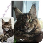Котенок мейн-кун Lily StarPaws, окрас f, помет L, 05.10.2020