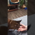 Видео 1 Lily