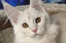 Котенок мейн-кун Lori StarPaws, окрас ds, помет L, 05.10.2020