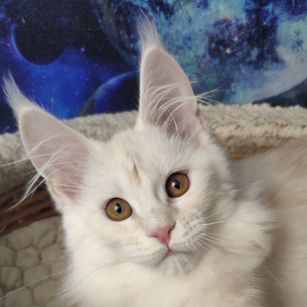 Котенок мейн-кун Lori StarPaws, окрас ds, помет L, 05.10.2020