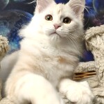 Котенок мейн-кун Lori StarPaws, окрас ds, помет L, 05.10.2020