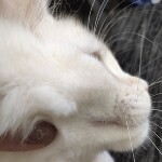 Котенок мейн-кун Lori StarPaws, окрас ds, помет L, 05.10.2020