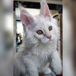 Котенок мейн-кун Lori StarPaws, окрас ds, помет L, 05.10.2020
