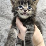 Котята мейн-кун StarPaws, помет L, 05.10.2020
