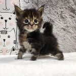 Котята мейн-кун StarPaws, помет L, 05.10.2020