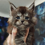 Котенок мейн-кун Lazurit StarPaws, окрас ns, помет L1, 08.03.2024