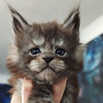 Котенок мейн-кун Lazurit StarPaws, окрас ns, помет L1, 08.03.2024