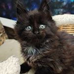 Котенок мейн-кун Luke StarPaws, окрас ns, помет L1, 08.03.2024