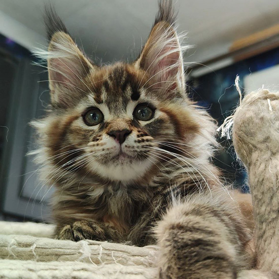 Котенок мейн-кун Lyra StarPaws, окрас fs 22, помет L1, 08.03.2024