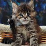 Котенок мейн-кун Lyra StarPaws, окрас fs 22, помет L1, 08.03.2024