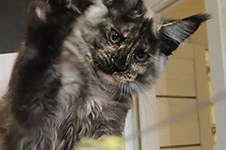 Котенок мейн-кун Magic StarPaws, окрас fs 22, помет M, 10.12.2020