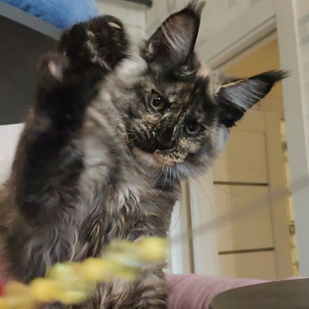 Котенок мейн-кун Magic StarPaws, окрас fs 22, помет M, 10.12.2020