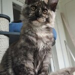 Котенок мейн-кун Magic StarPaws, окрас fs 22, помет M, 10.12.2020