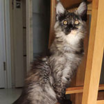 Котенок мейн-кун Magic StarPaws, окрас fs 22, помет M, 10.12.2020