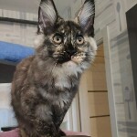 Котенок мейн-кун Magic StarPaws, окрас fs 22, помет M, 10.12.2020