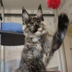 Котенок мейн-кун Magic StarPaws, окрас fs 22, помет M, 10.12.2020