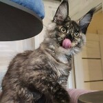 Котенок мейн-кун Magic StarPaws, окрас fs 22, помет M, 10.12.2020