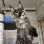 Котенок мейн-кун Magic StarPaws, окрас fs 22, помет M, 10.12.2020